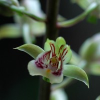 Eulophia pulchra (Thouars) Lindl.